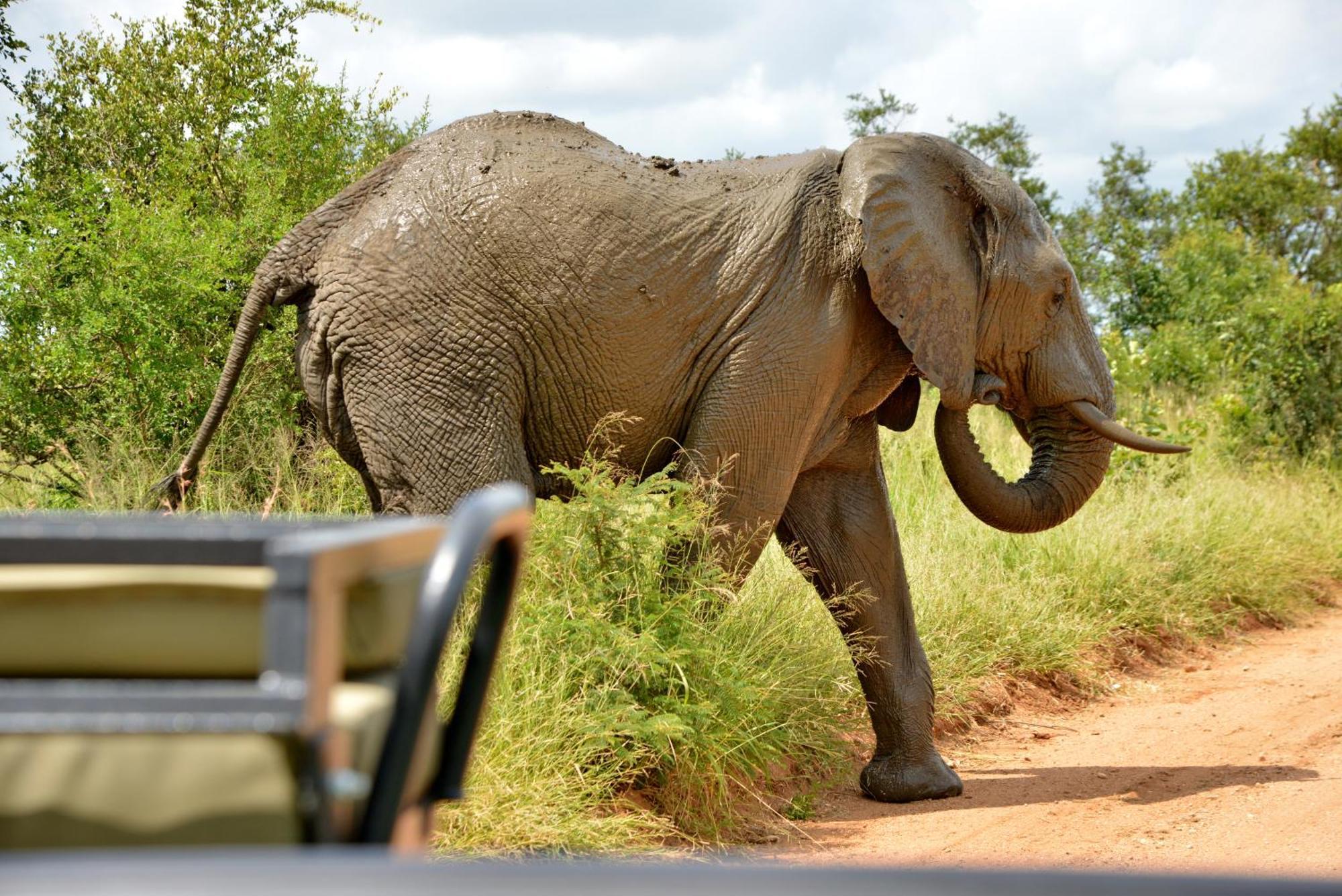 Kruger Safari Lodge Manyeleti Game Reserve Exterior photo